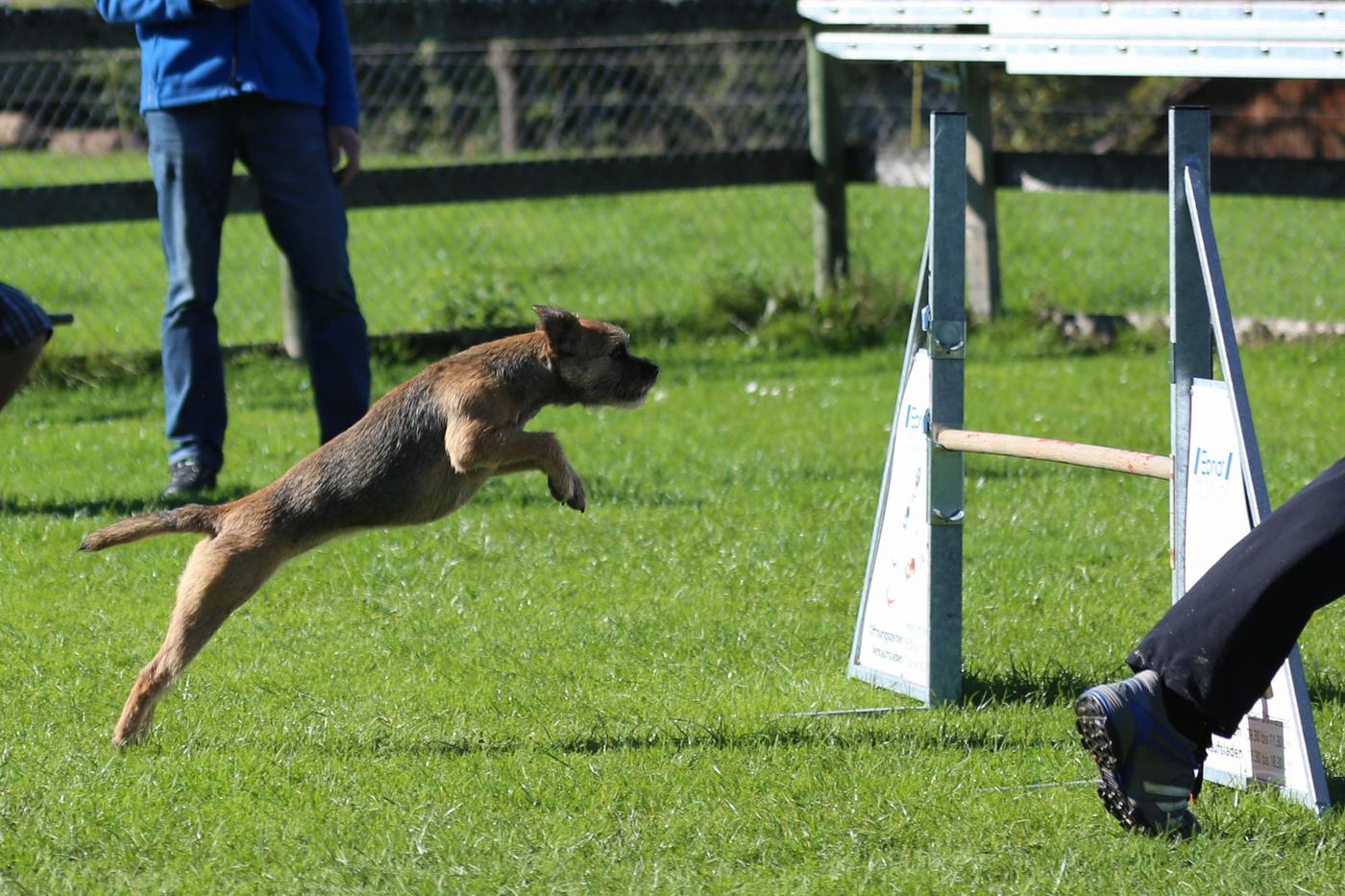Červený grizzle border teriér preskakuje agility prekážku — ukazuje rýchlosť, obratnosť a chuť pracovať