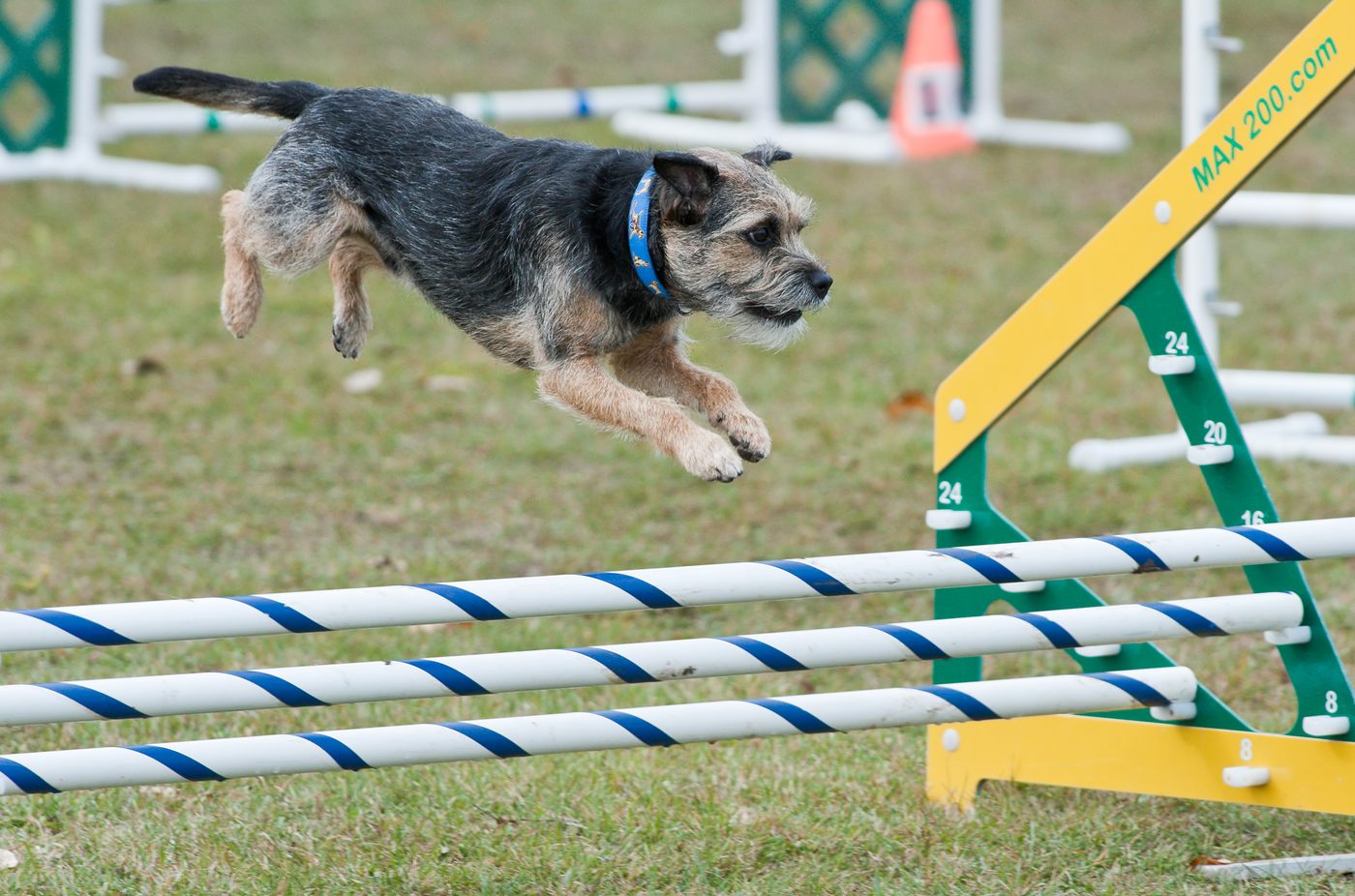 Border teriér vo farbe blue and tan preskakuje agility prekážku na pretekoch