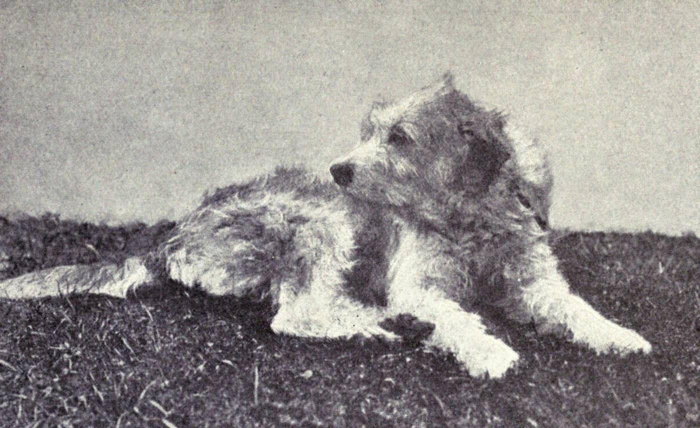Historická fotografia bosnianskeho duriča z roku 1915