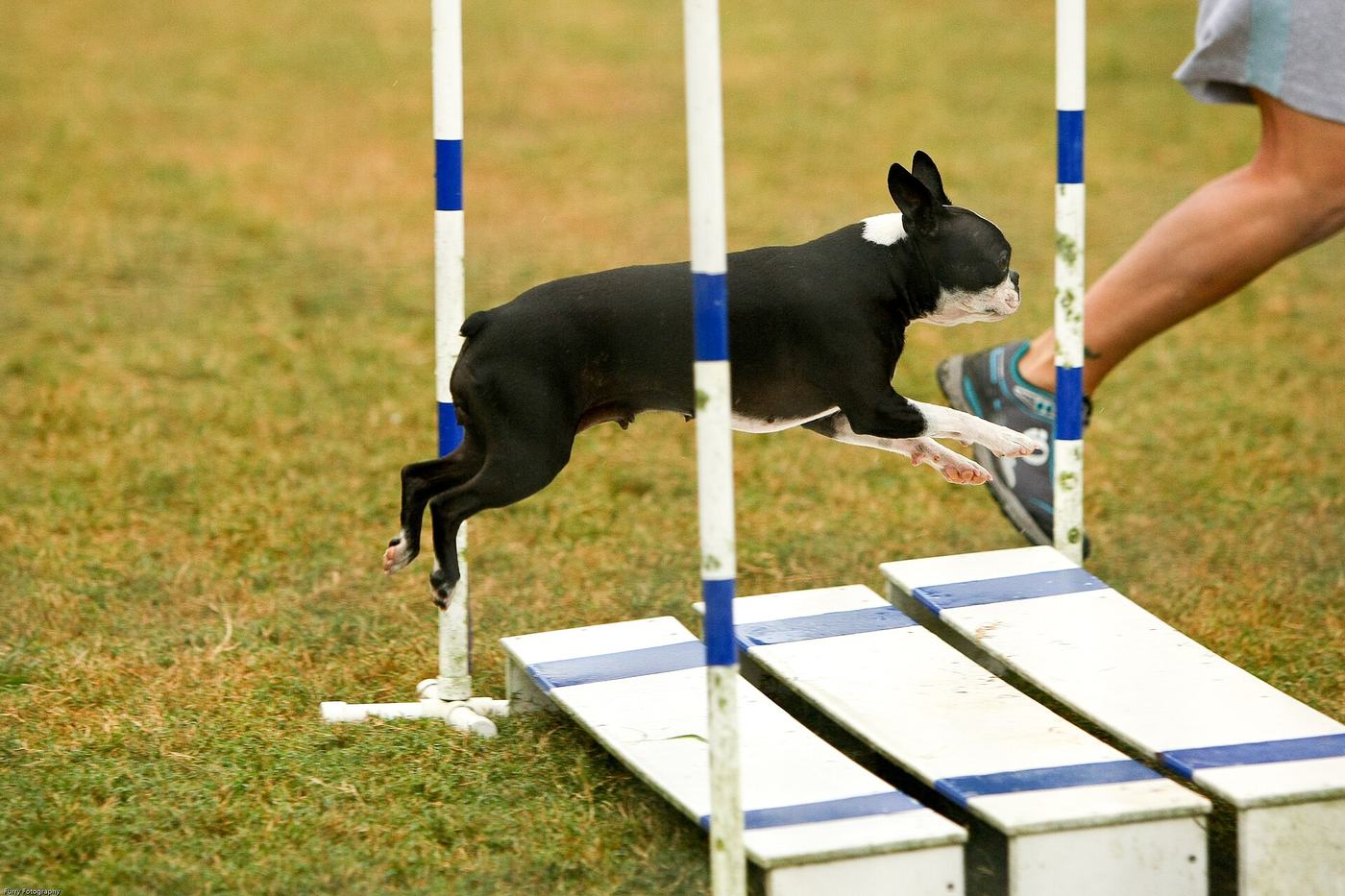 Boston teriér preskakuje prekážku na agility dráhe