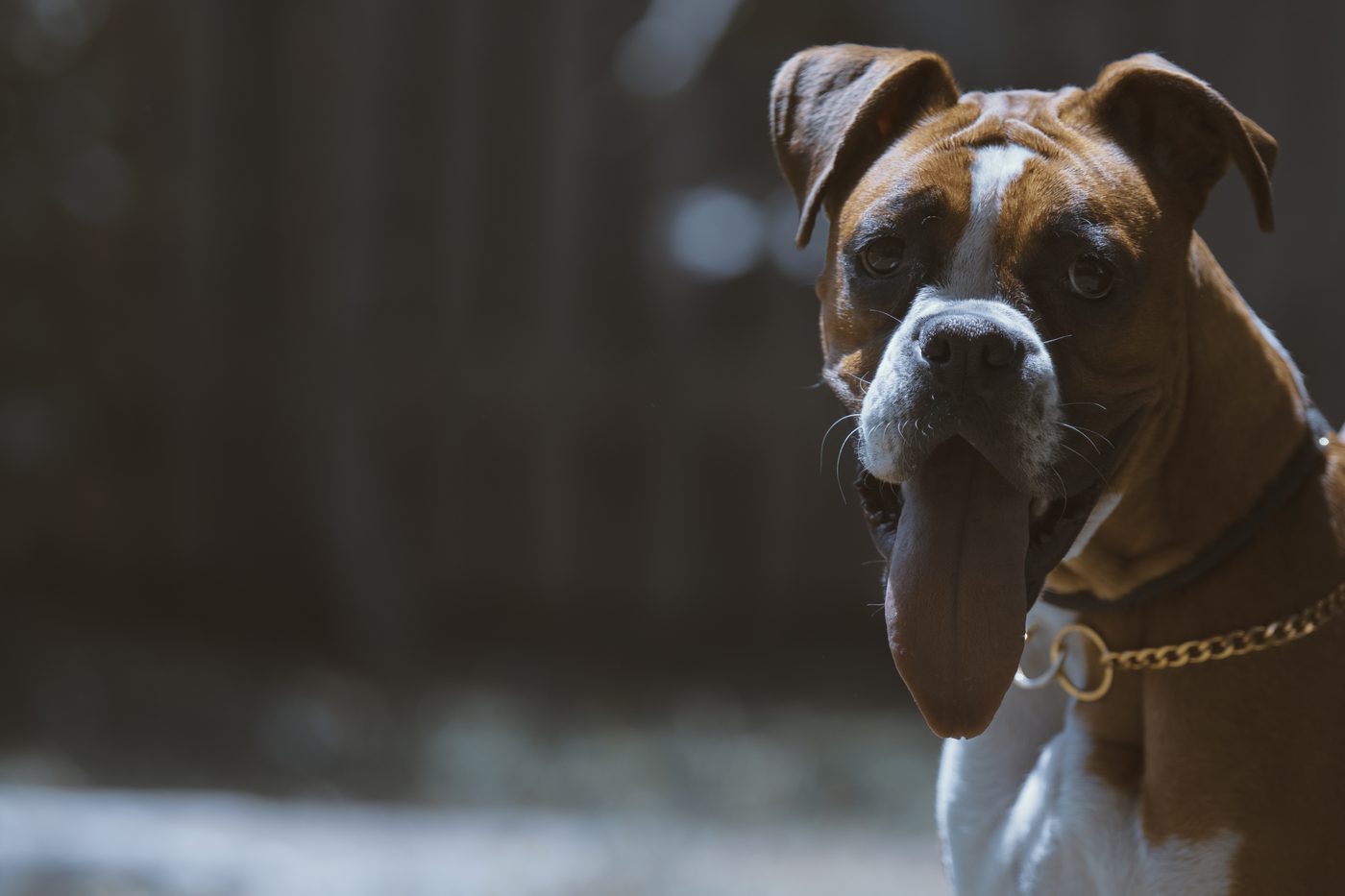Nemecký boxer plavej (fawn) farby s čiernou maskou — portrét