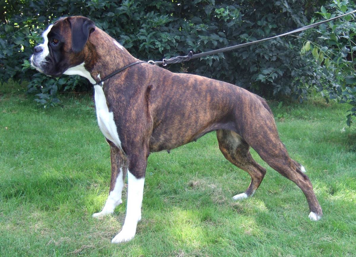 Žíhaný (brindle) nemecký boxer v postoji z profilu