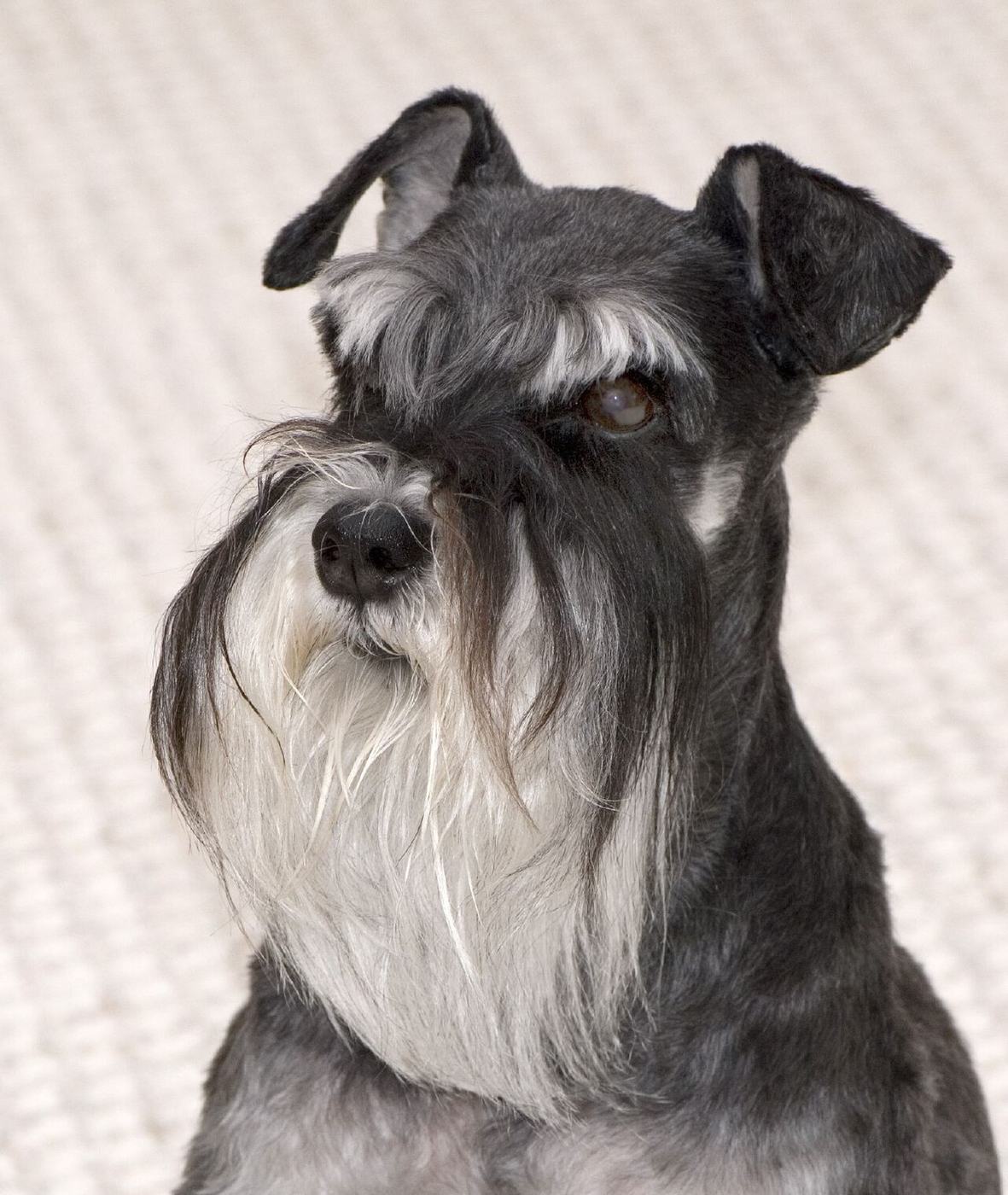 Bradáč malý (Zwergschnauzer) vo farbe korenie a soľ, s charakteristickou bradou a obočím