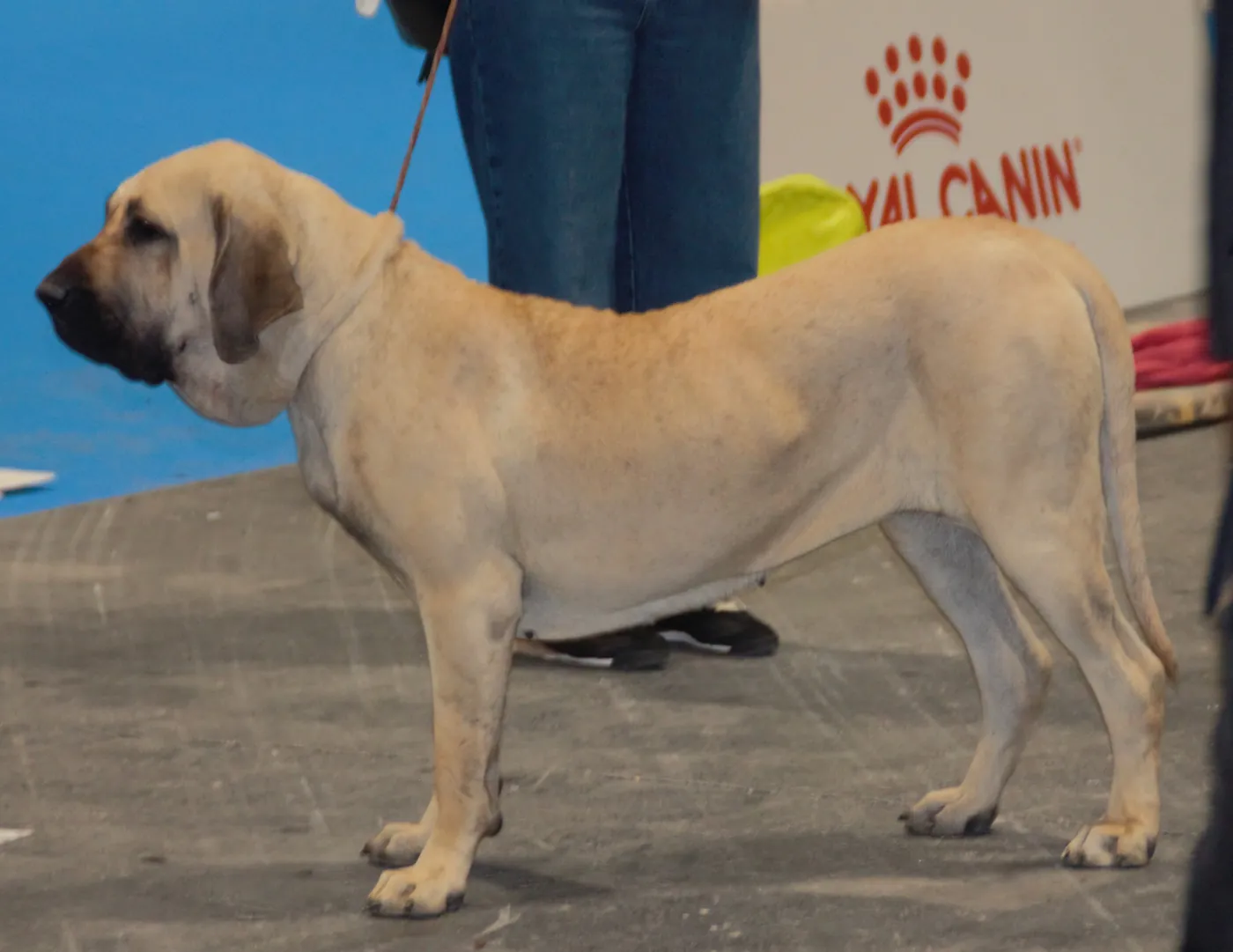 Brazílska fila