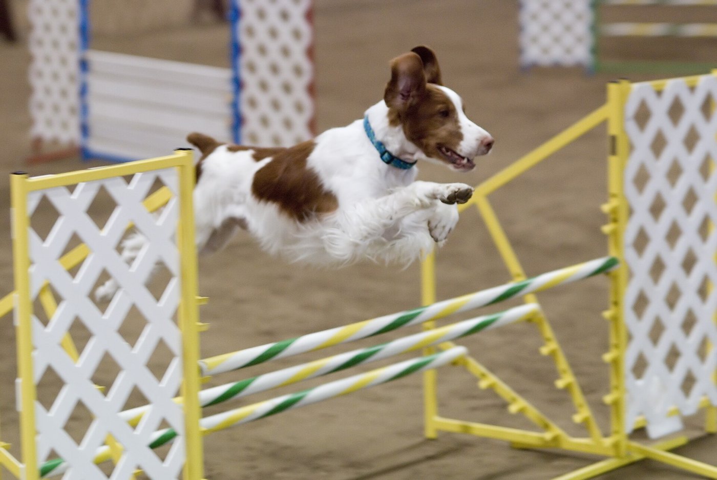 Bretónsky stavač skáče cez prekážku na agility
