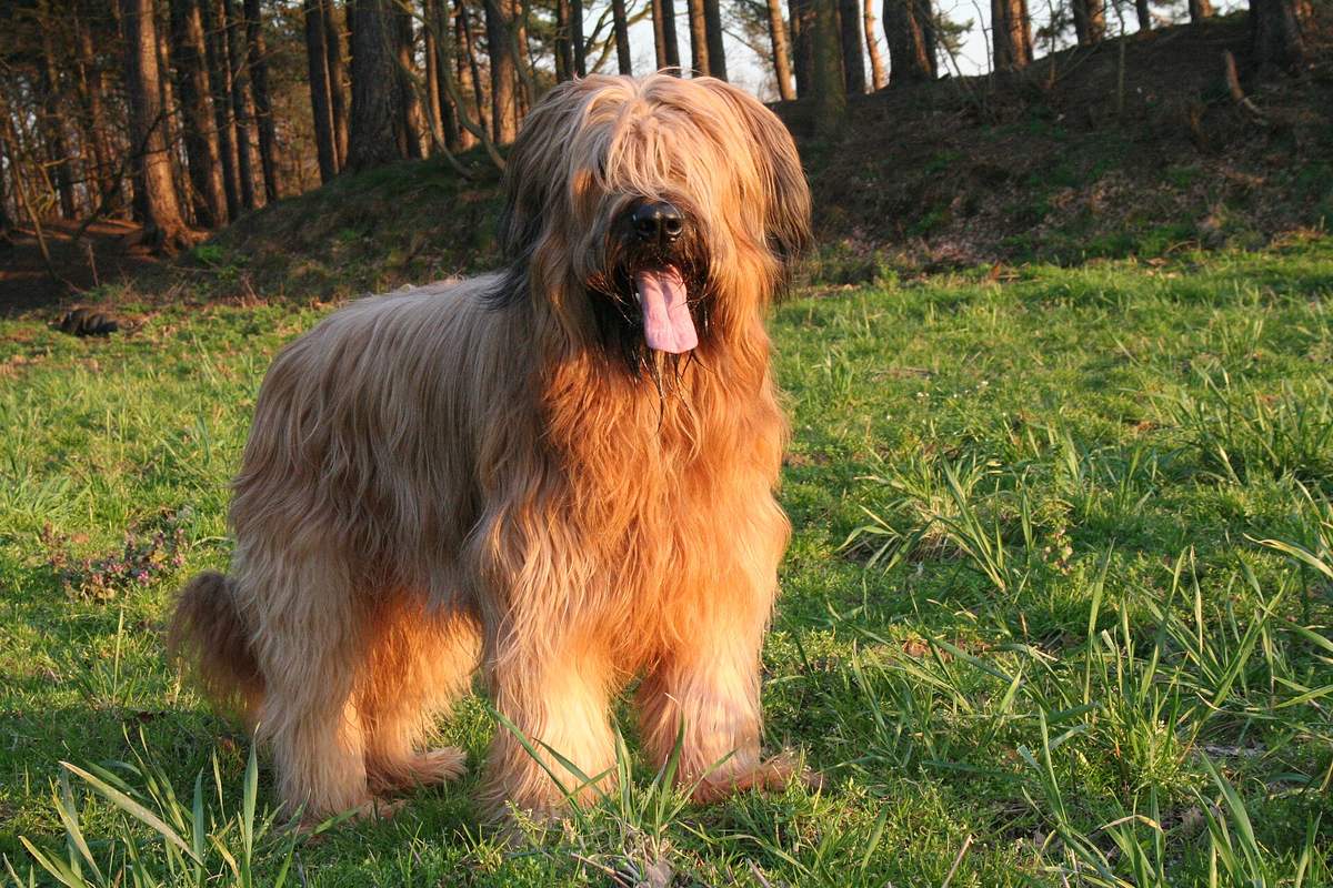 Briard spredu — ofina úplne zacláňa oči, brada a fúzy podľa štandardu FCI