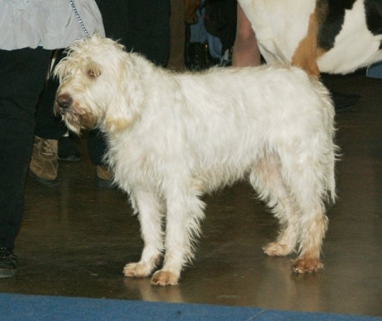 Biely briquet griffon vendéen stojí bokom
