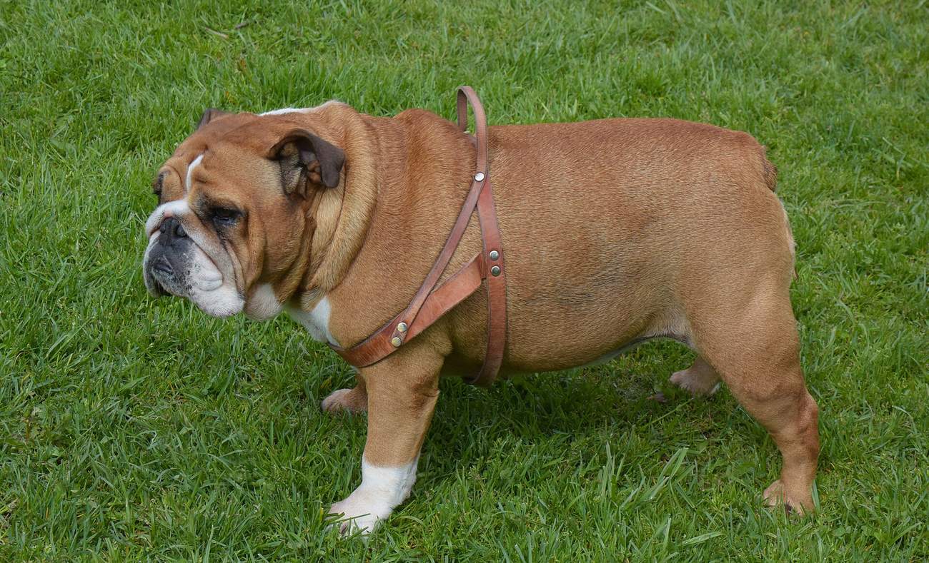 Buldog anglicky