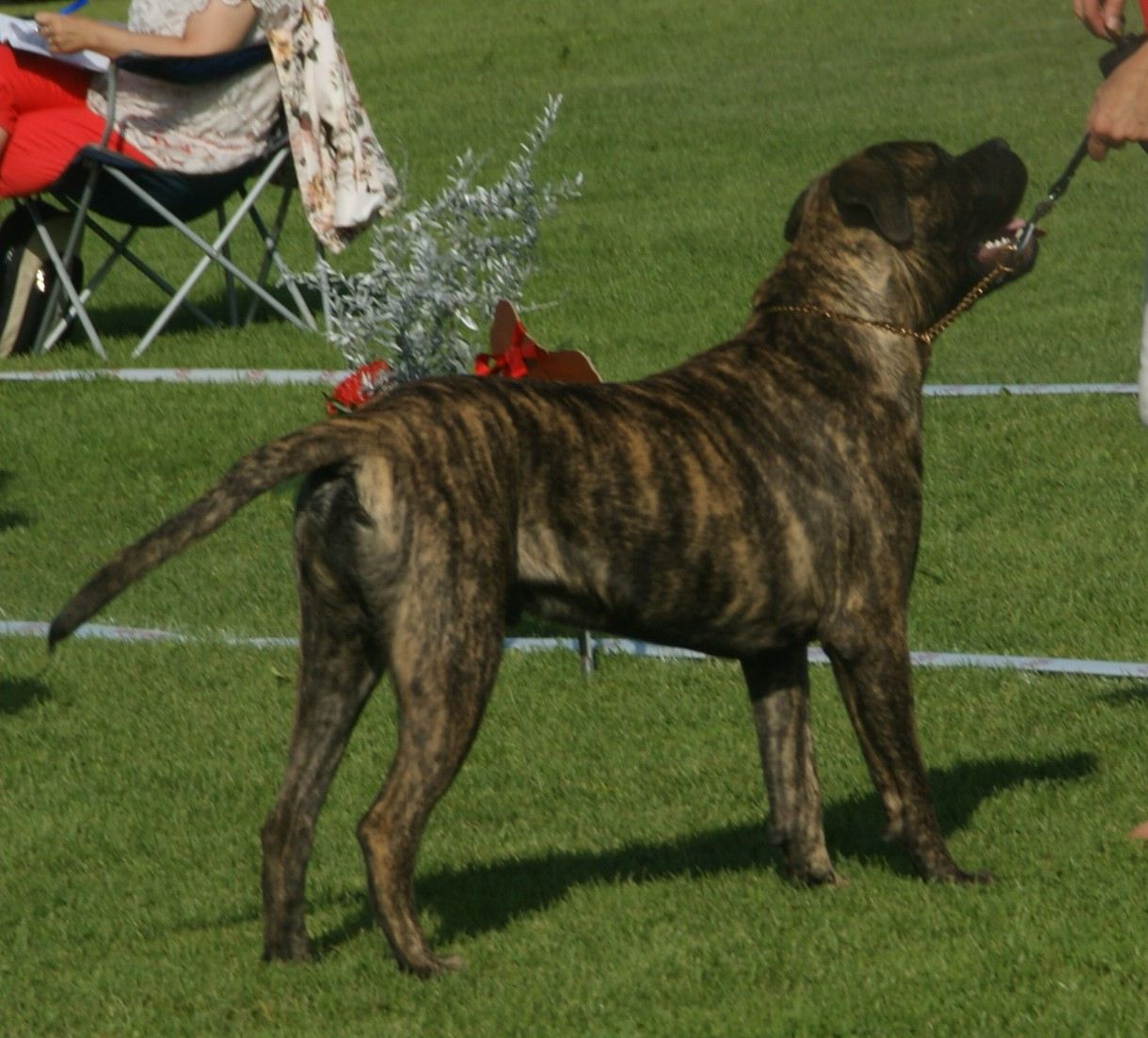 Žíhaný (brindle) bulmastif – pes