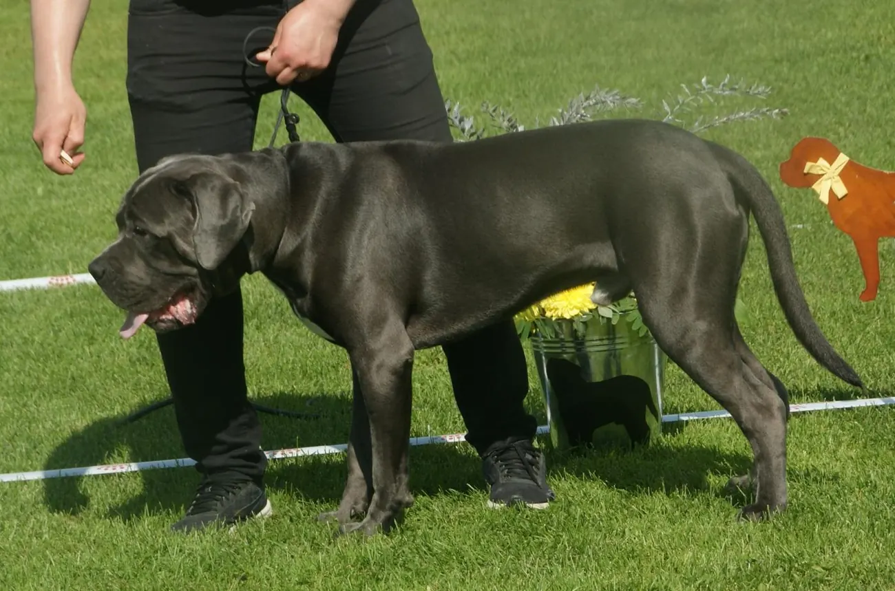 Cane Corso — sivý (modrý) pes v postoji, klasický typ plemena