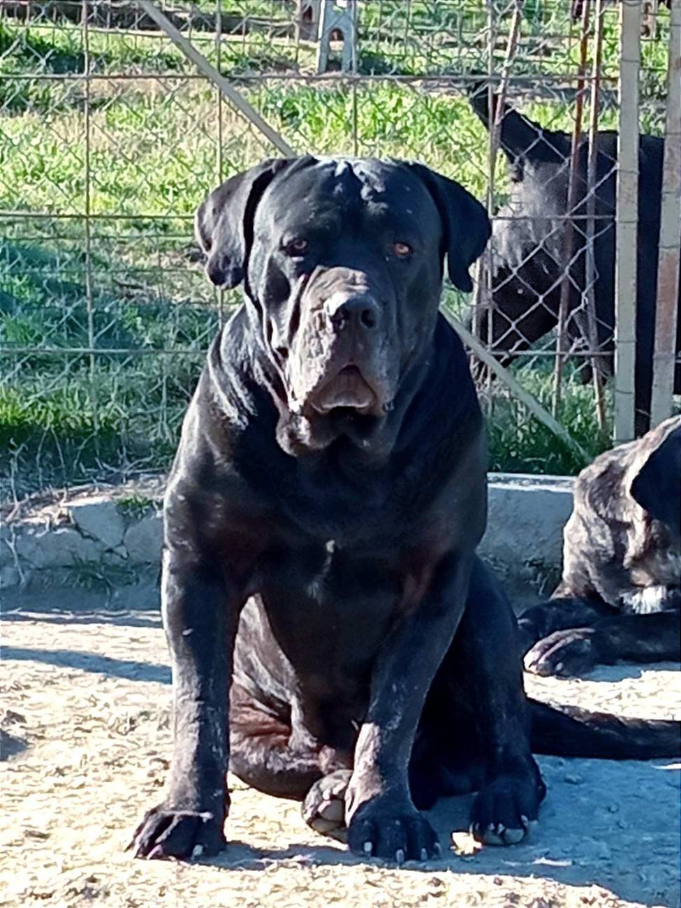 Čierny Cane Corso — mohutná molossoidná hlava, pohľad spredu
