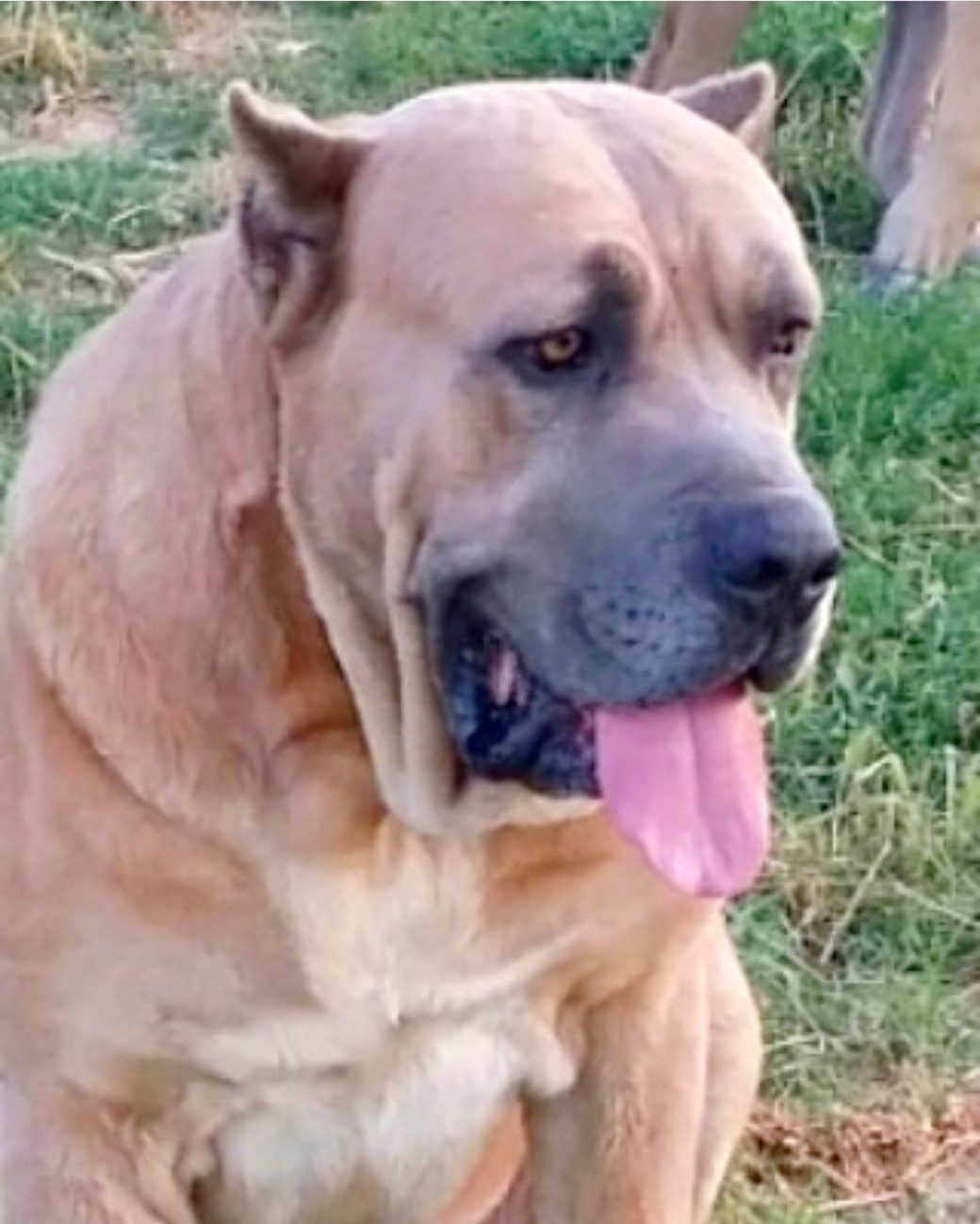 Cane Corso vo farbe fromentino (plavá s tmavou maskou)