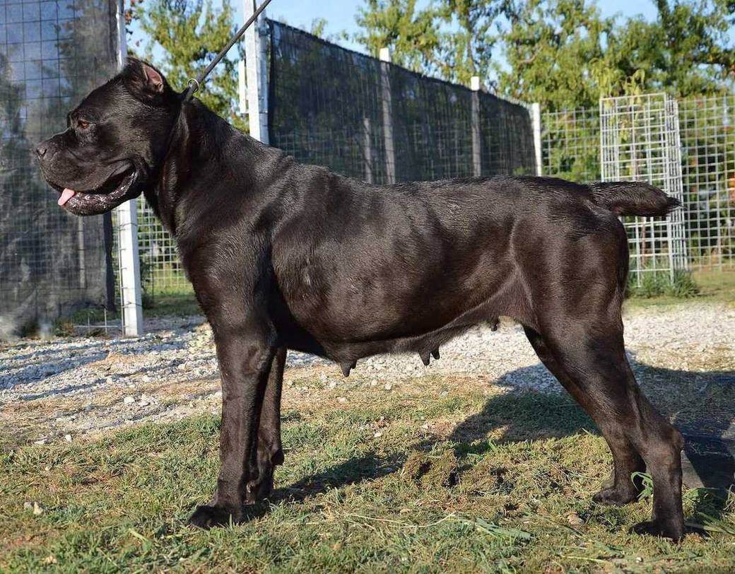 Čierna suka Cane Corso v postoji z boku, taliansky odchov