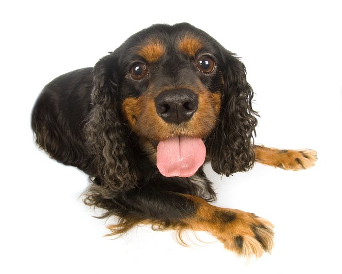 Kavalier King Charles španiel farby black and tan (čierna s pálením)