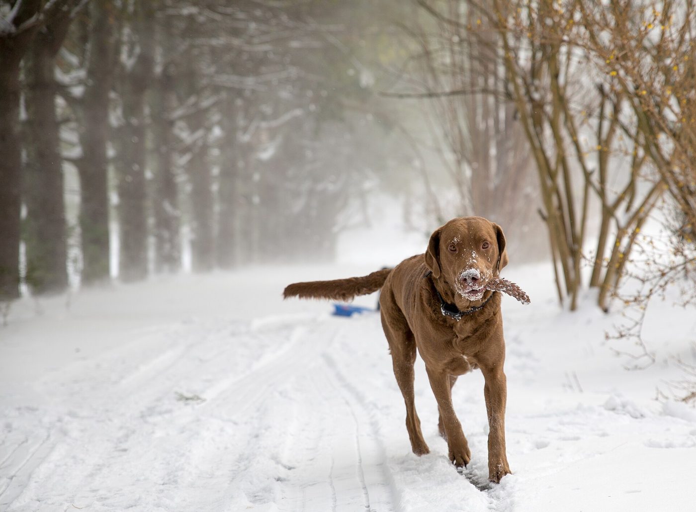 Hnedý Chesapeake Bay retriever beží v snehu a aportuje