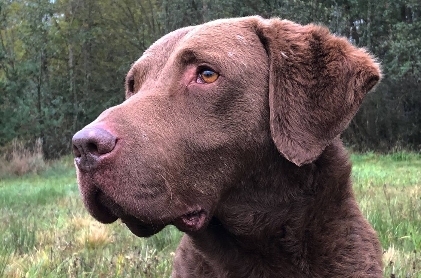 Profil hlavy Chesapeake Bay retrievera s jantárovým okom