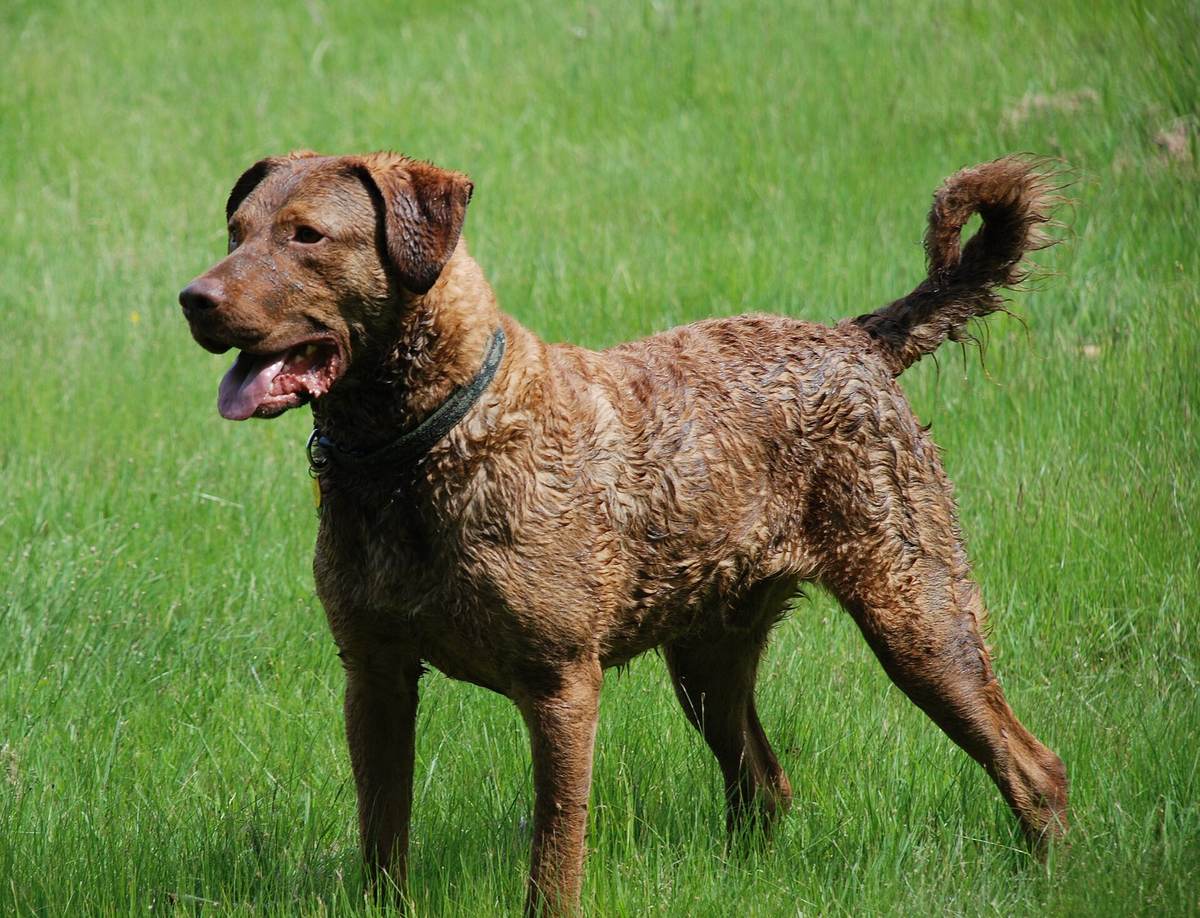 Mokrý Chesapeake Bay retriever v tráve so zvlnenou vodovzdornou srsťou