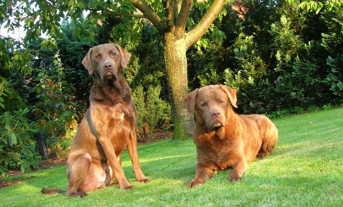 Dva Chesapeake Bay retrievre v odtieňoch hnedej a deadgrass