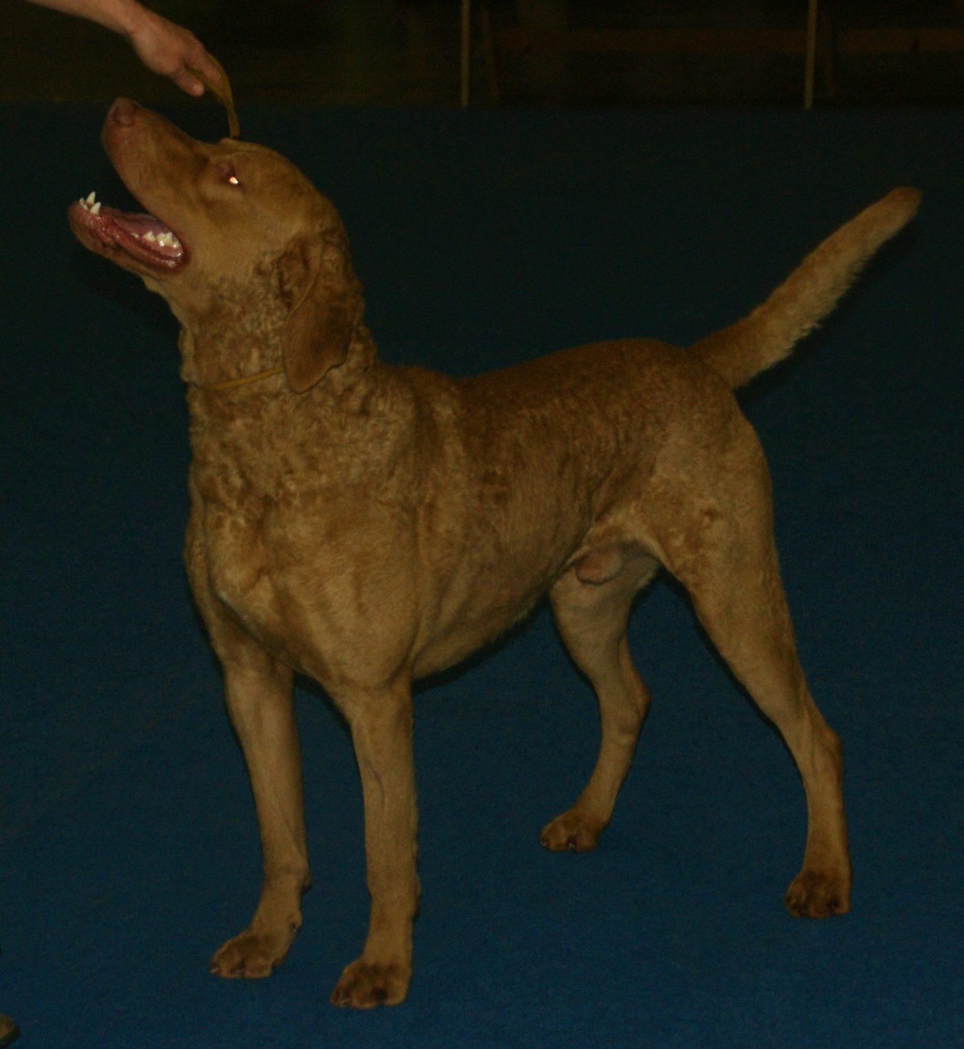 Chesapeake Bay retriever vo výstavnom postoji, viditeľná zvlnená srsť