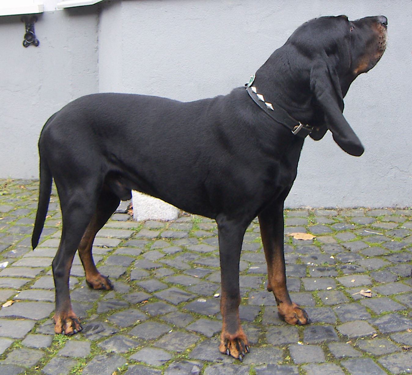 Čierno-hnedý coonhound