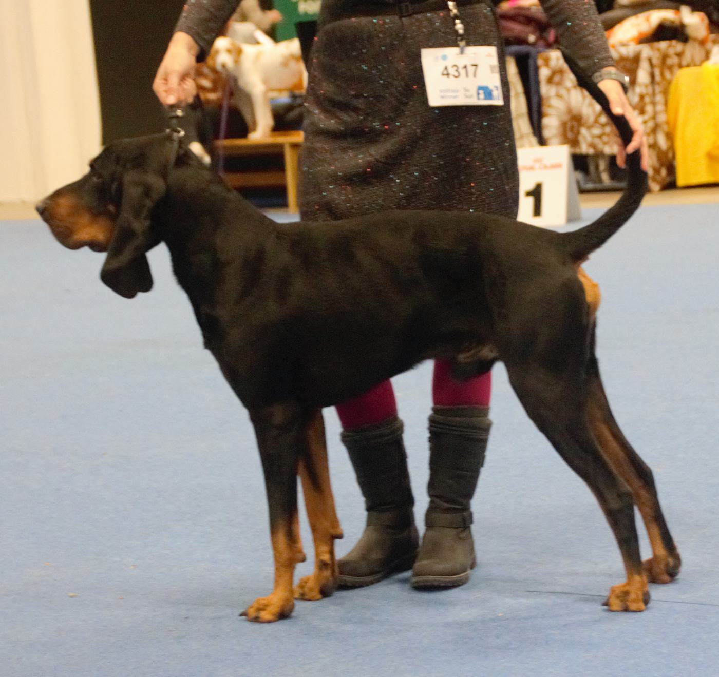 Čierno-hnedý coonhound v postoji na výstave, viditeľné dlhé nízko nasadené uši