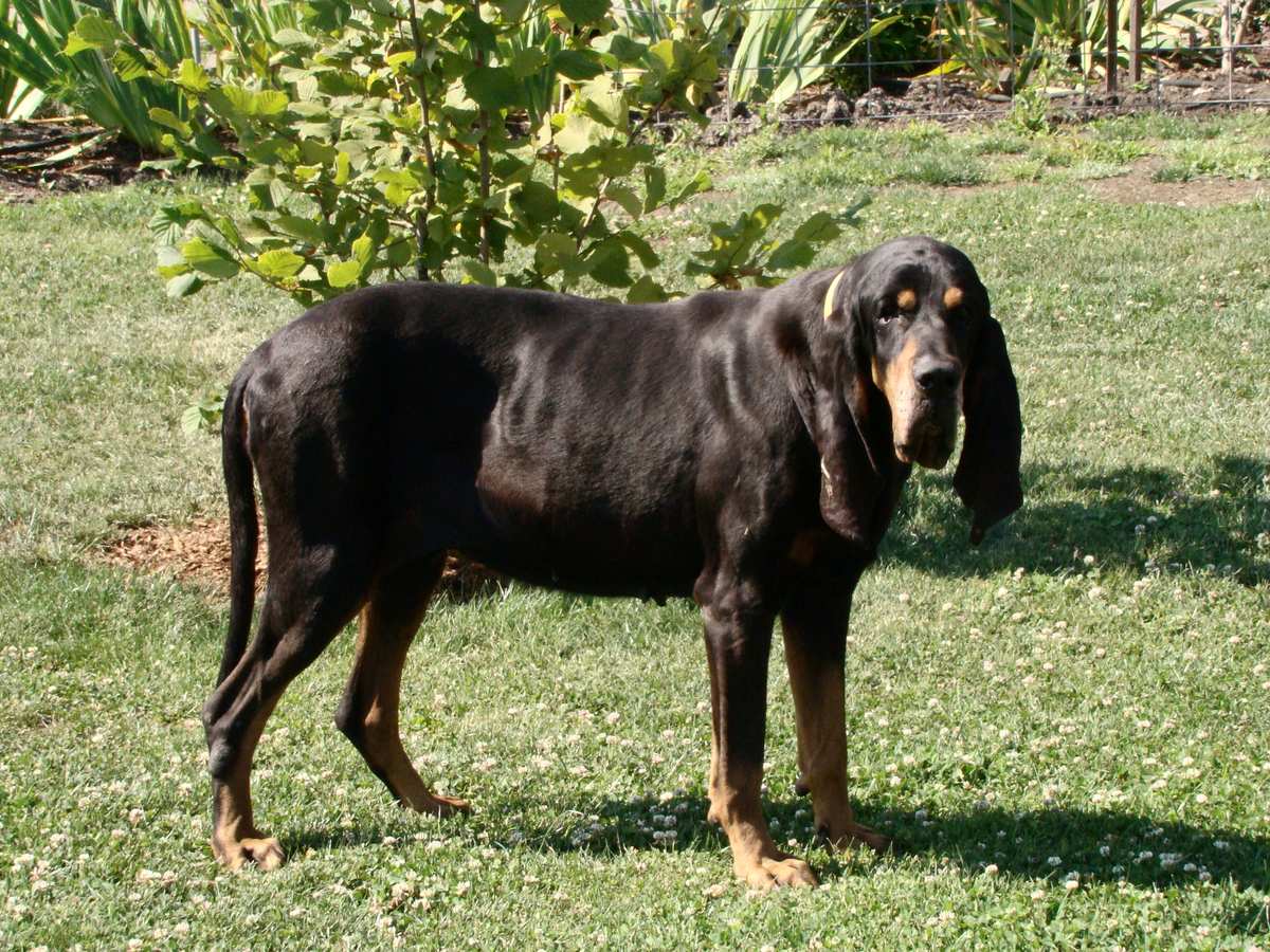 Mohutný čierno-hnedý coonhound v tráve s výrazne dlhými visiacimi ušami
