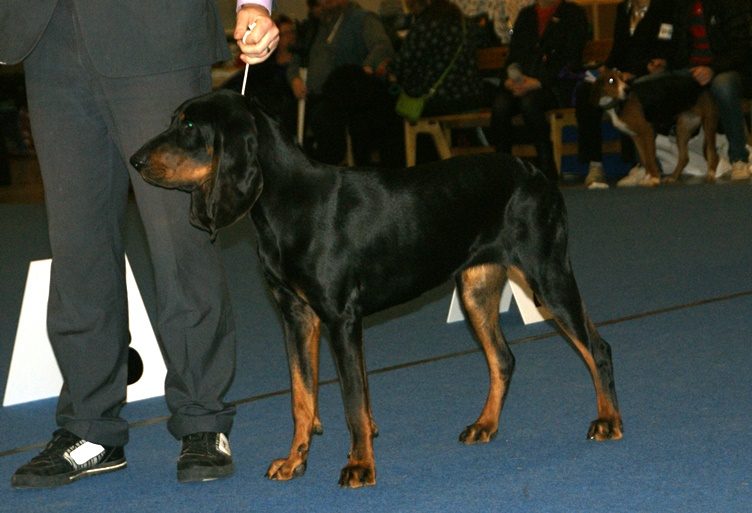 Suka čierno-hnedého coonhounda v postoji na výstave