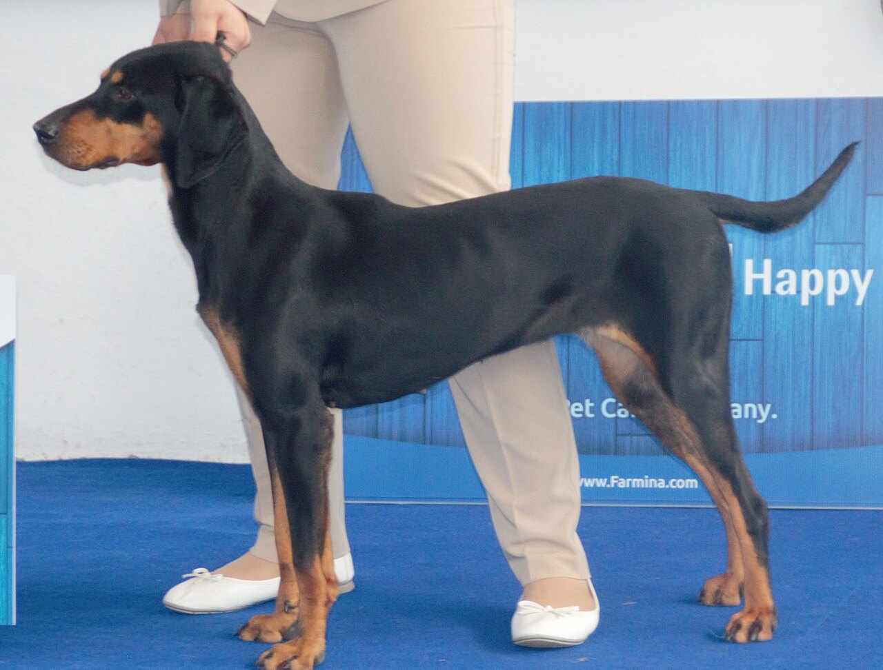 Ciernohorsky horsky duric