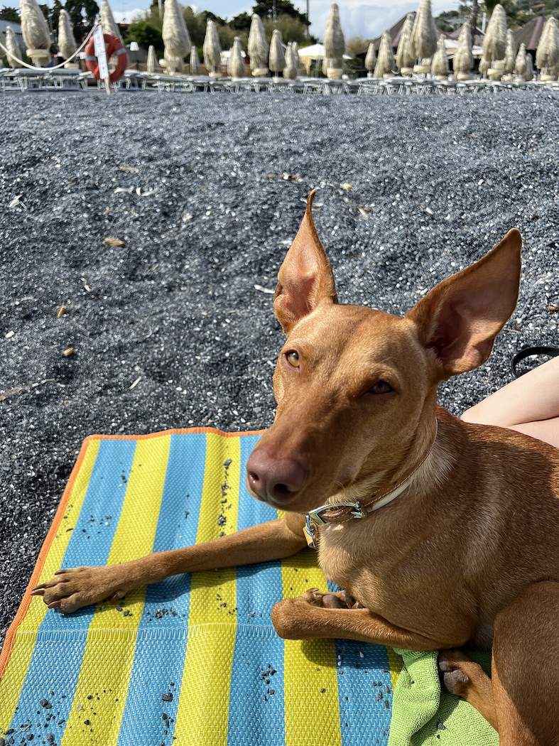 Cirneco dell'Etna sa vyhrieva na slnku na tmavej sopečnej pláži — teplomilné stredomorské plemeno