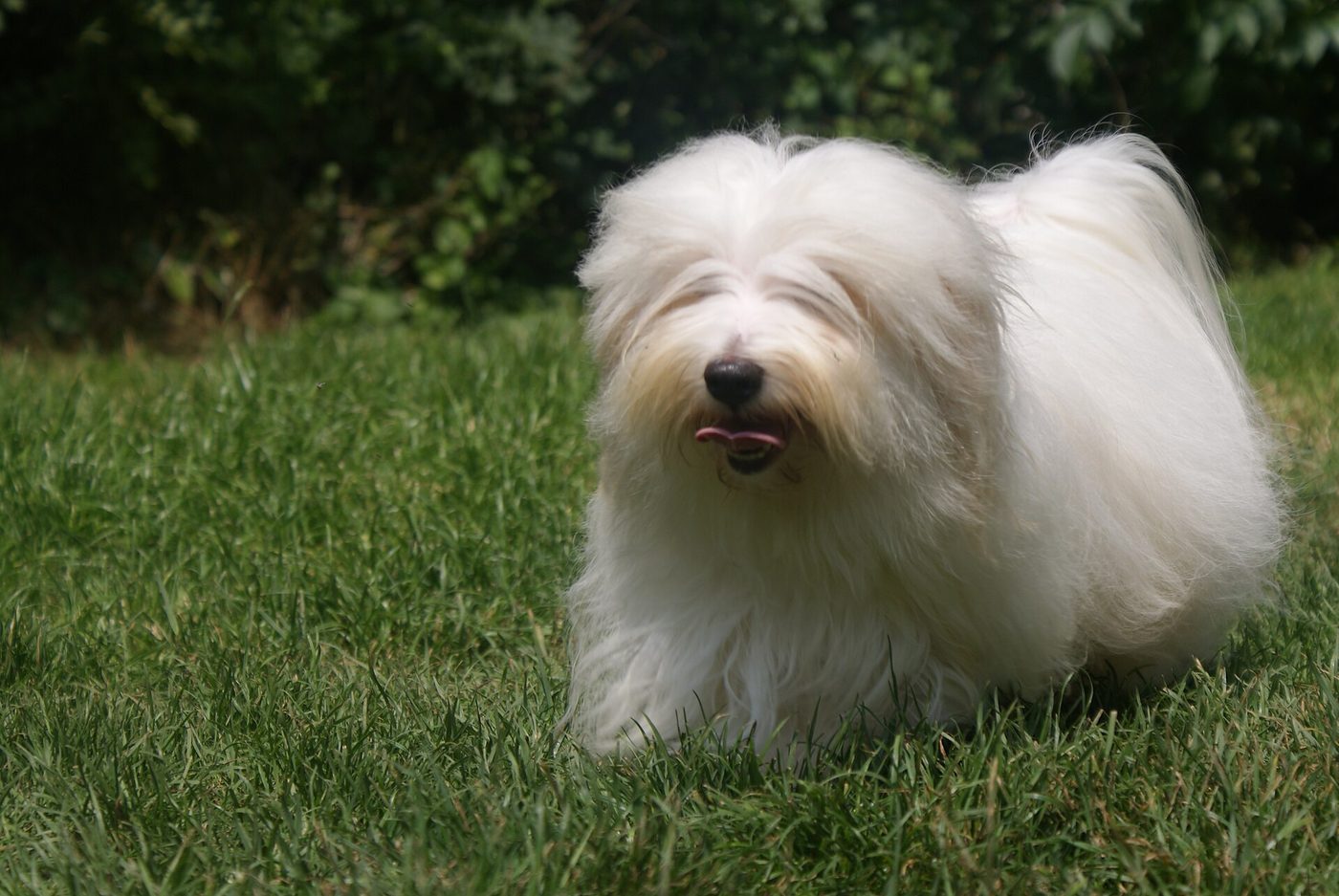 Coton de Tuléar —