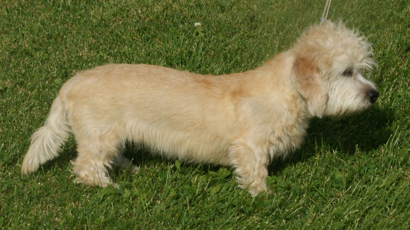Dandie Dinmont teriér