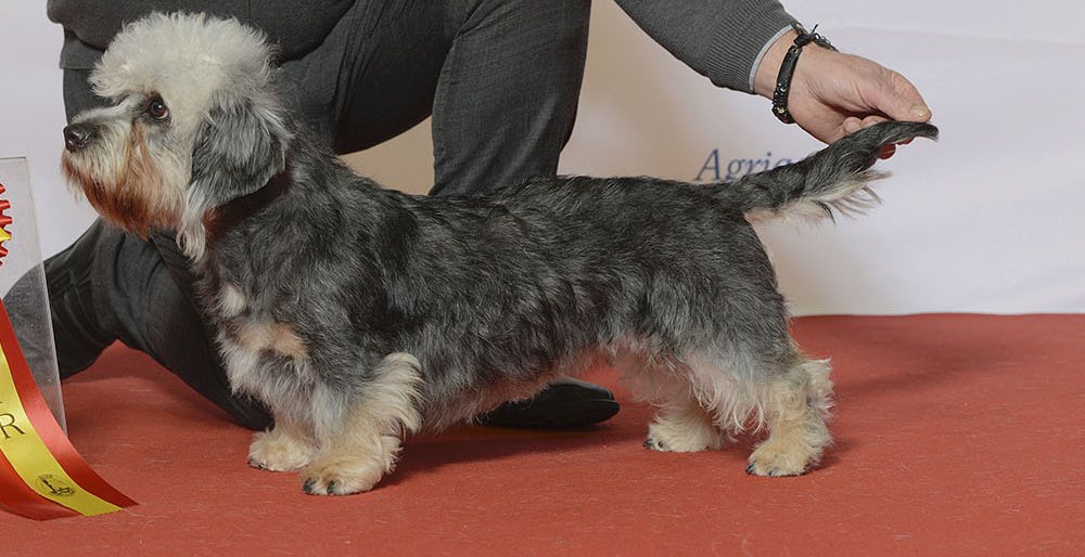 Dandie Dinmont teriér vo farbe pepper — modro-sivé telo so strieborným topknotom