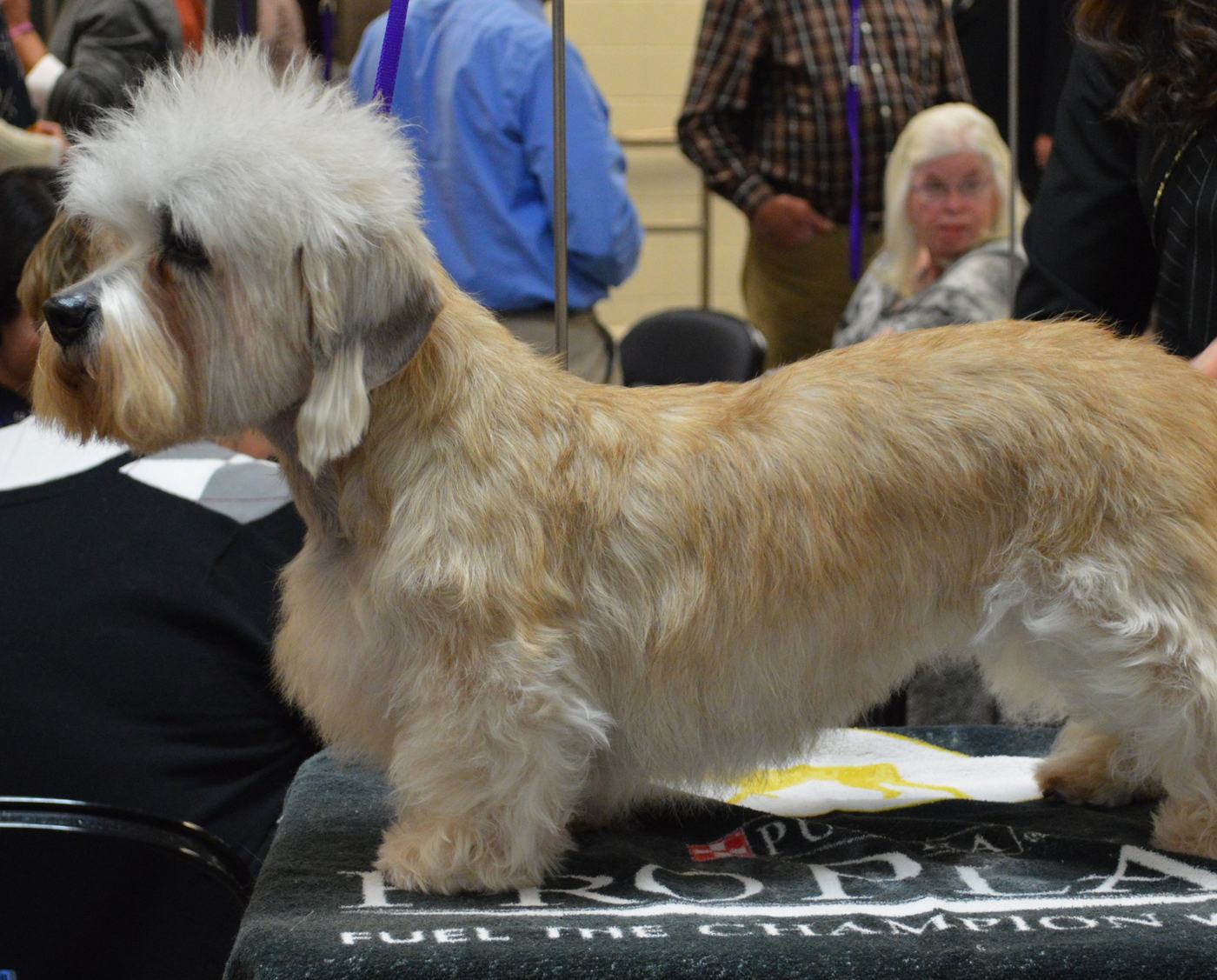 Dandie Dinmont teriér vo farbe mustard vo výstavnom postoji, s výrazným svetlým topknotom