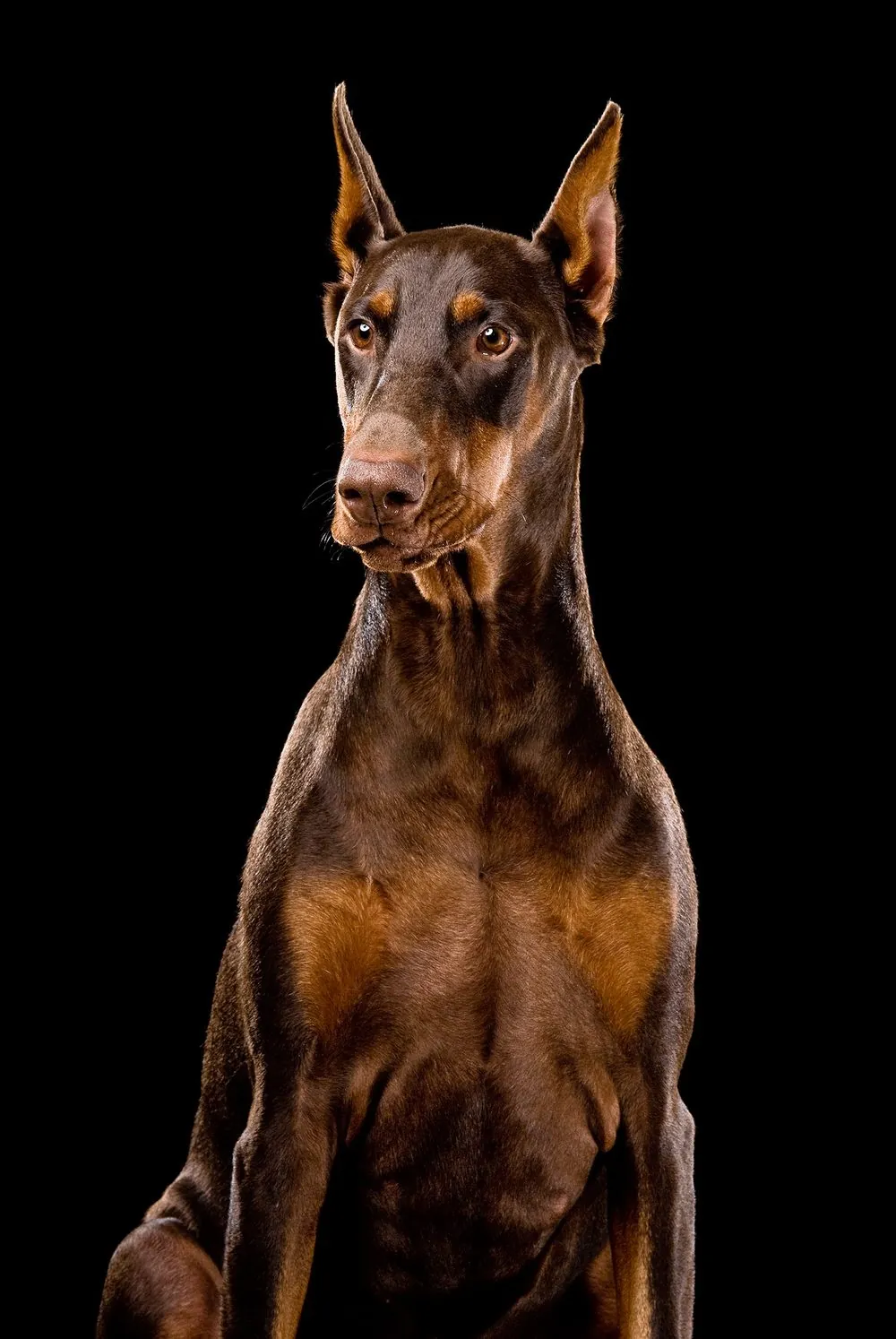 Hnedý doberman na čiernom pozadí — portrét