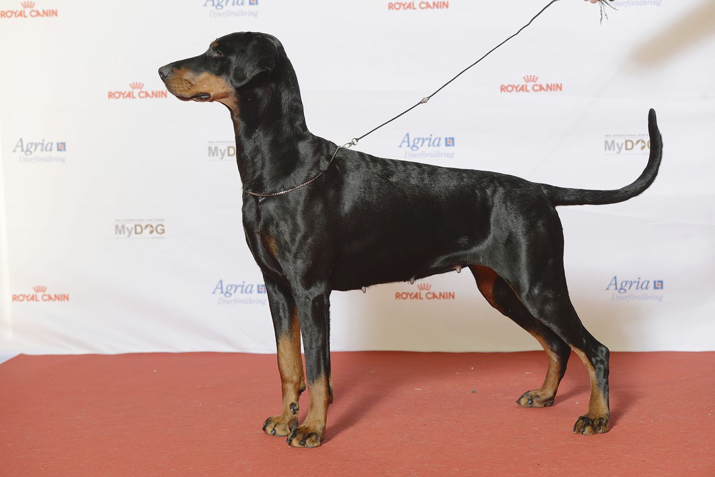 Doberman vo výstavnom postoji s prirodzenými ušami a chvostom