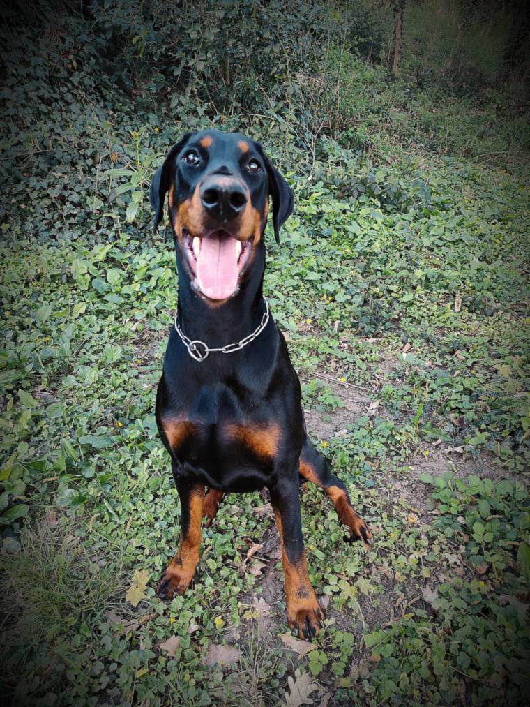 Mladý doberman s prirodzenými ušami sedí v lese a hľadí na majiteľa