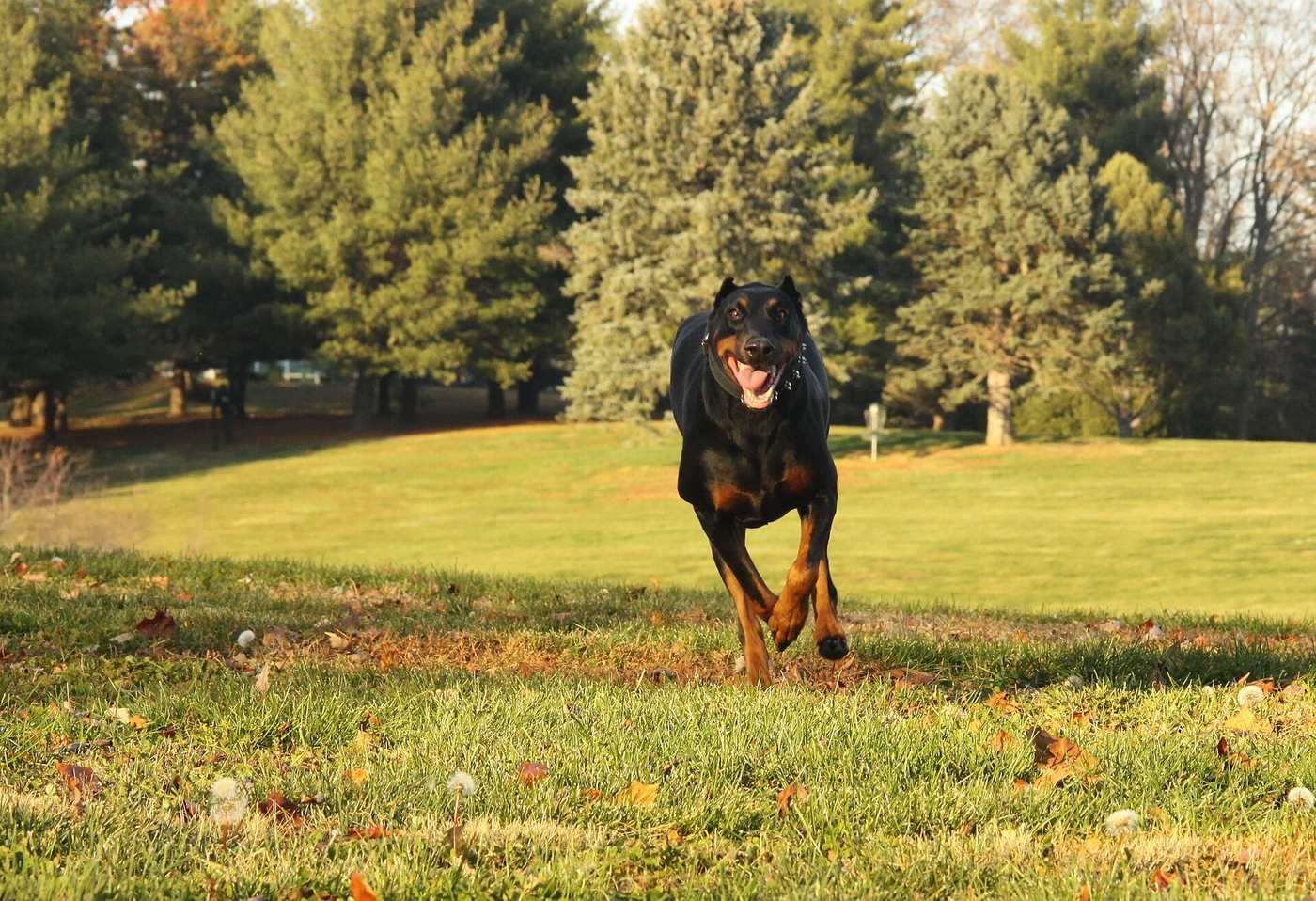 Doberman v plnom behu na jesennej lúke