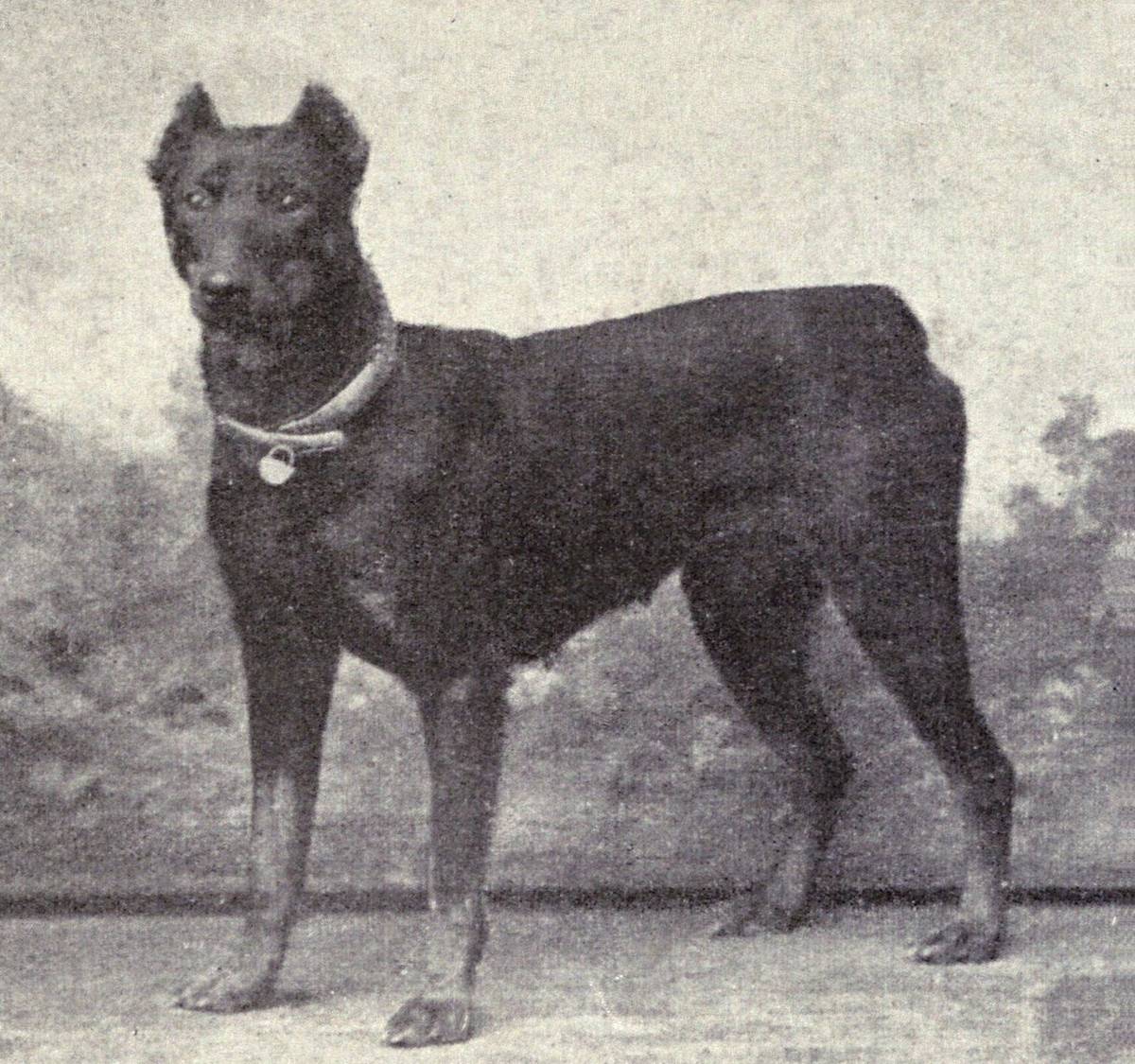 Historická fotografia dobermana z roku 1915