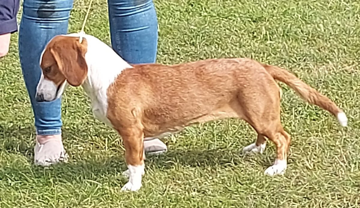 Hnedo-biely (červený) drever z boku na tráve — dlhé telo, biela papuľa, lyska a biele ponožky