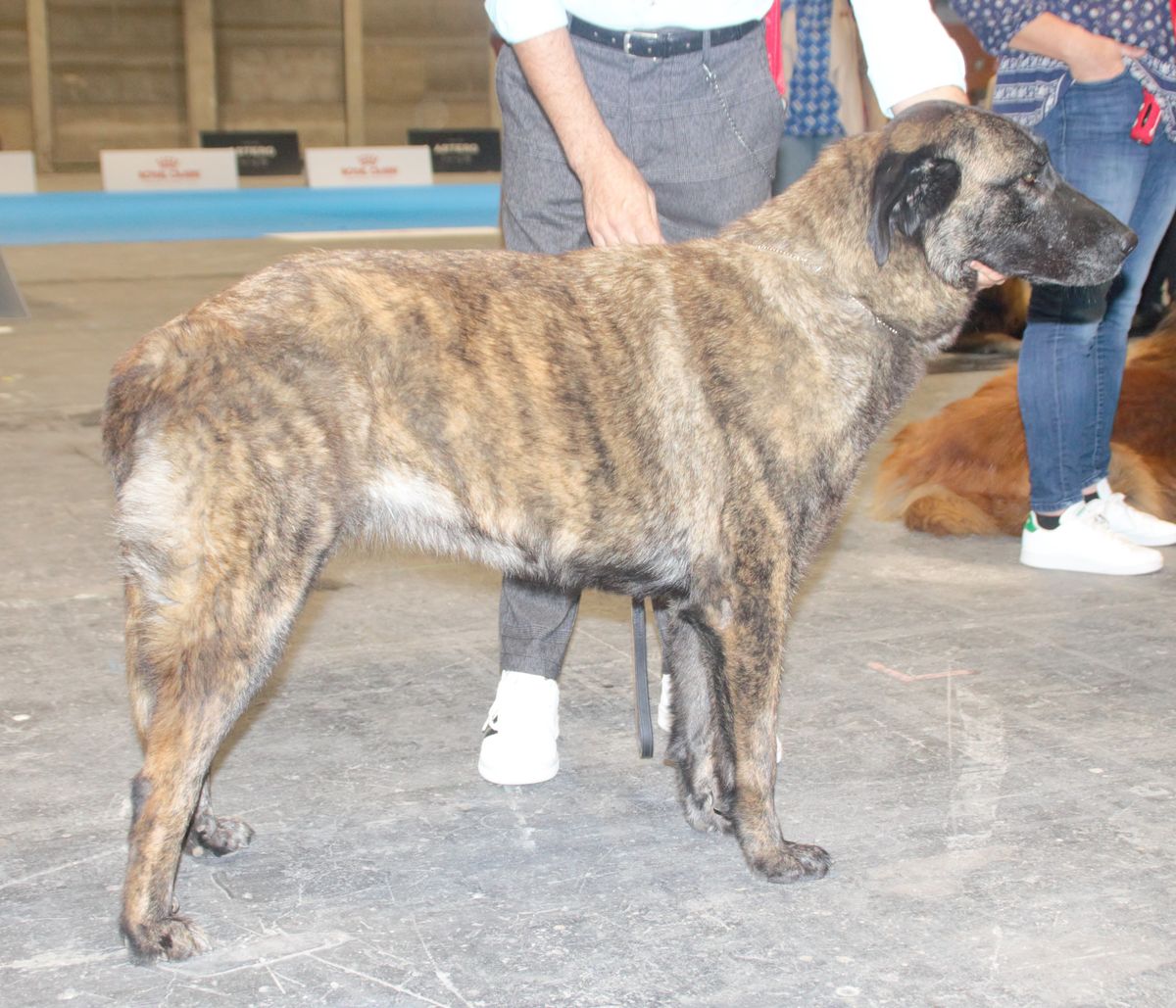 Krátkosrstá žíhaná (brindle) varieta estrelského horského psa z profilu
