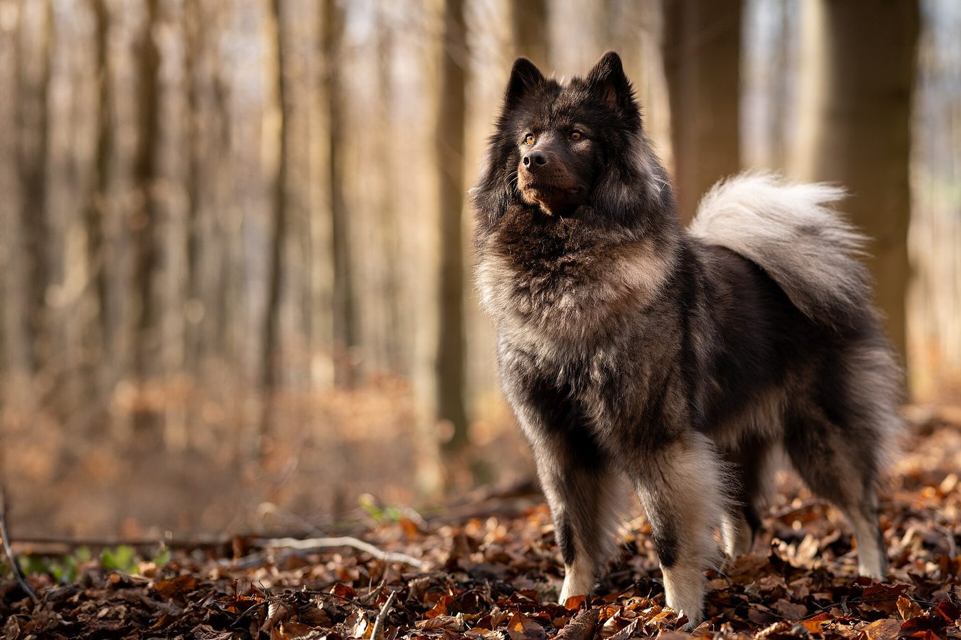 Vlčosivý eurázijský špic (Eurasier) stojaci v jesennom lese, huňatý špic s vztýčenými ušami