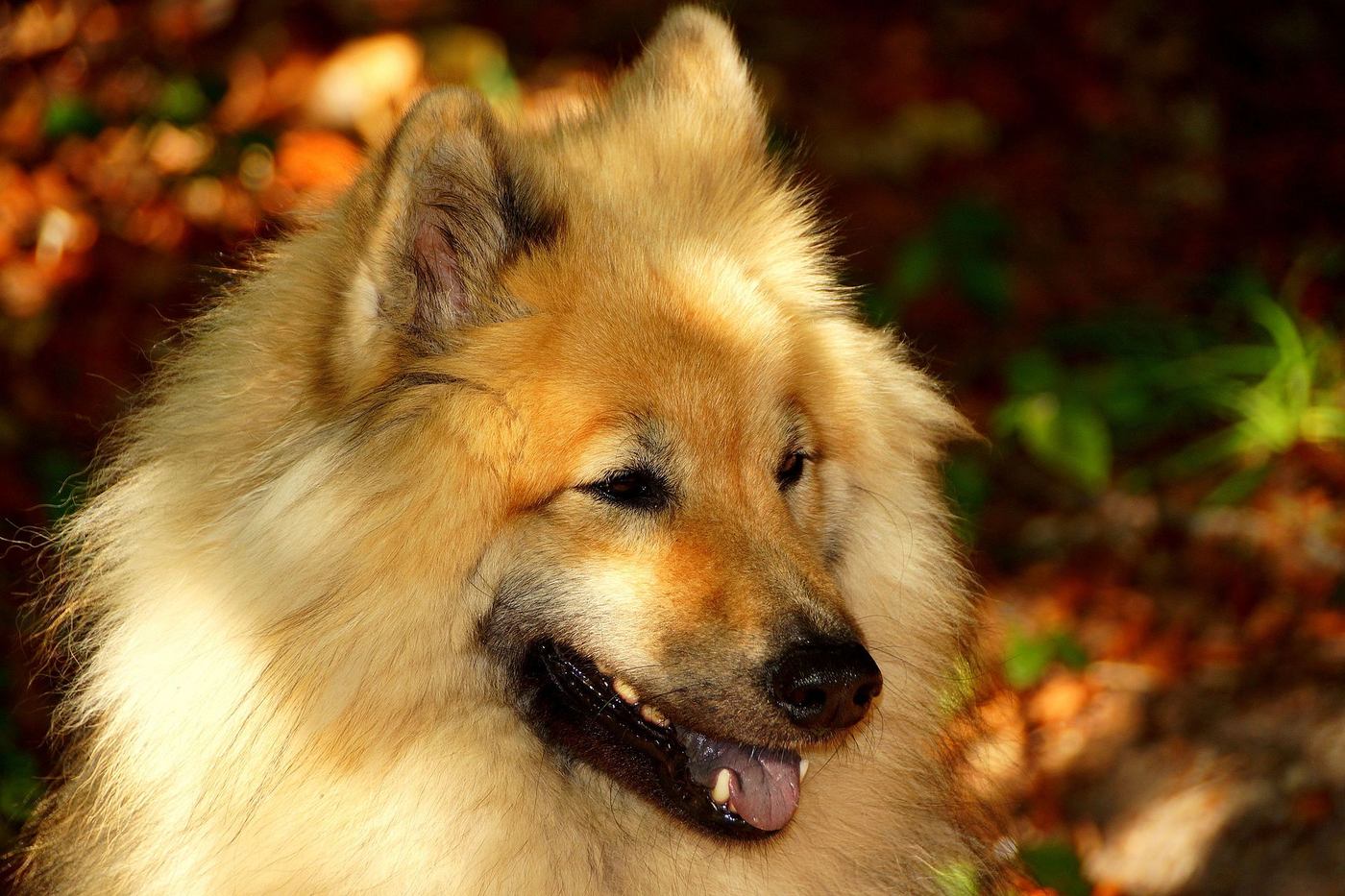 Červený eurázijský špic zblízka s otvorenou tlamou, jesenné pozadie