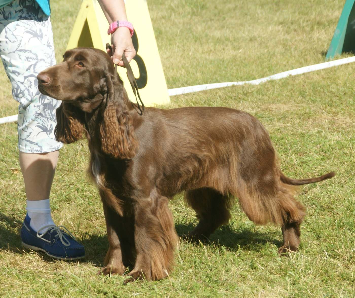 Field spaniel —