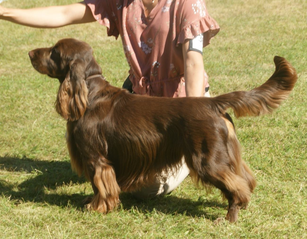 Field spaniel pečeňový s pálením (liver and tan) predvádzaný v ringu