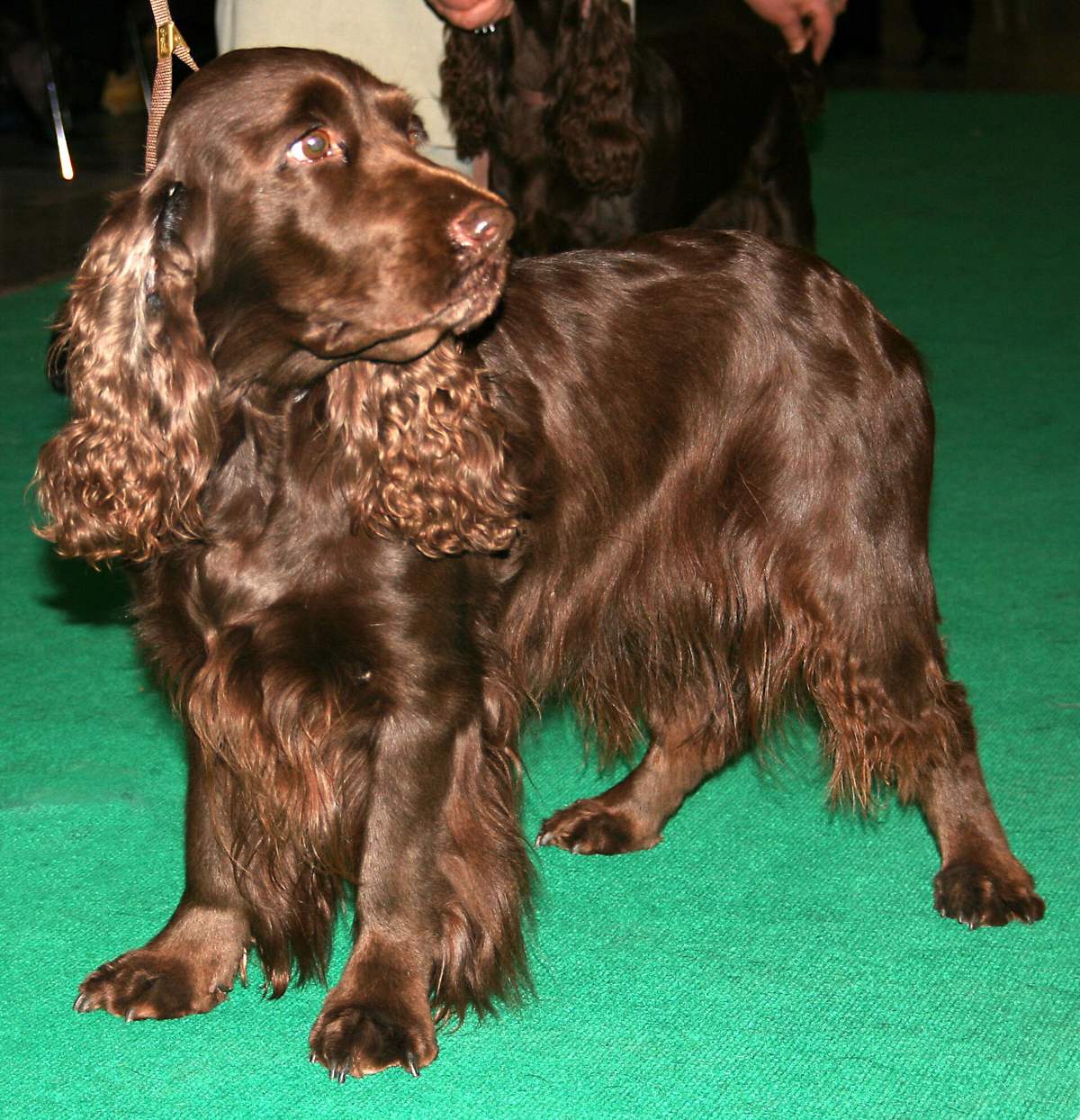Pečeňový field spaniel s bohatým featheringom na výstave