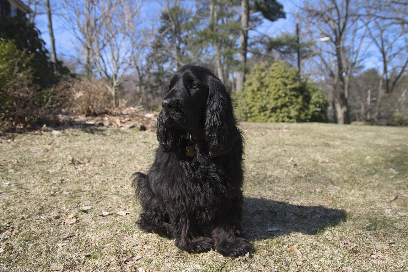 Čierny field spaniel — jedno z uznaných sfarbení plemena