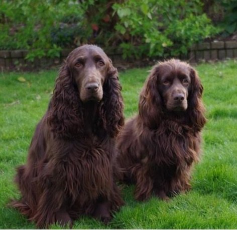 Field spaniel (vľavo, väčší) vedľa kokeršpaniela (vpravo) — porovnanie veľkosti