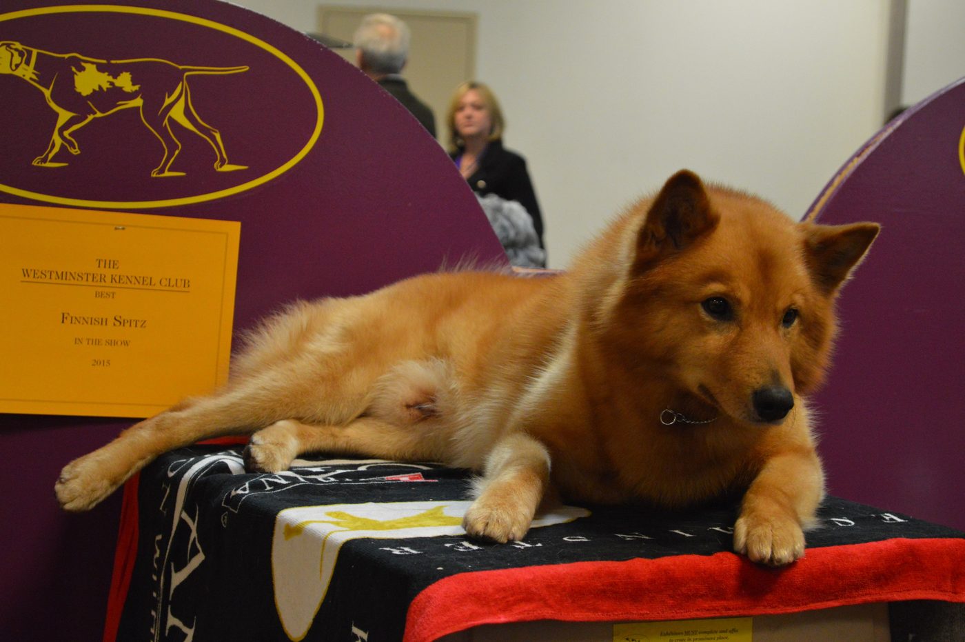 Fínsky špic leží na výstavnom pulte pri tabuľke Finnish Spitz — sýto ryšavá srsť