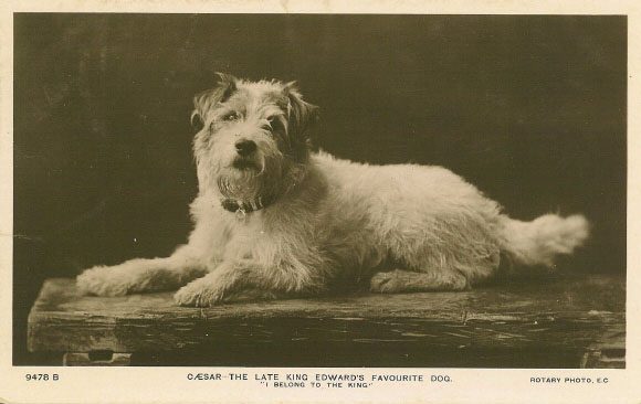 Historická pohľadnica: Caesar, obľúbený foxteriér kráľa Eduarda VII., s nápisom I belong to the King