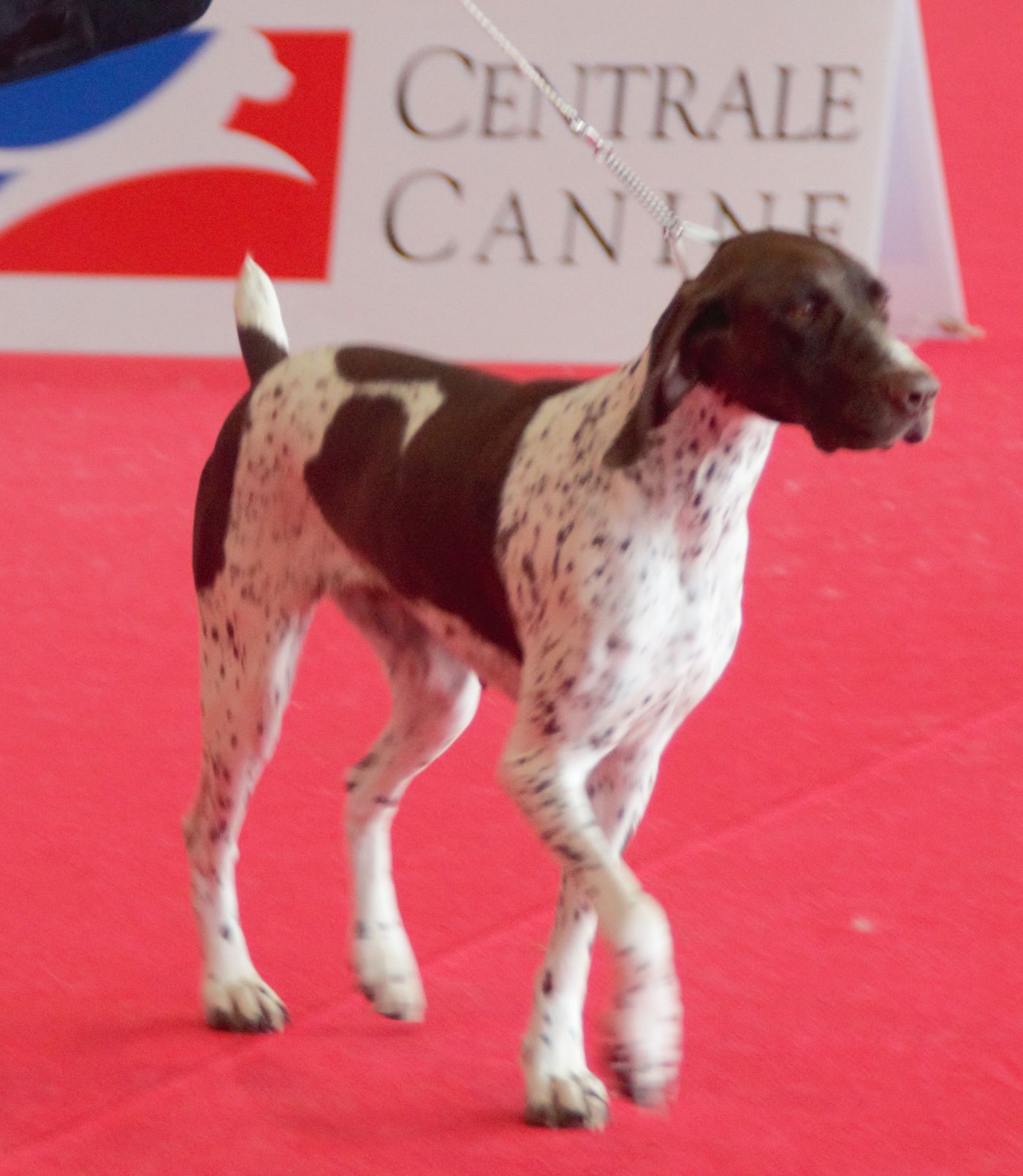 Francúzsky stavač gaskonského typu v pohybe na výstave, v pozadí nápis Centrale Canine — hnedá hlava, hnedo-biele bodkované telo